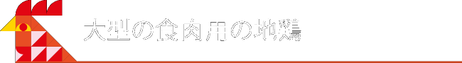 大型の食肉用の地鶏