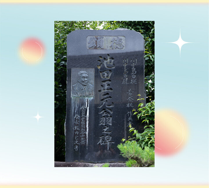 楽天市場 | 岡山産直工房 - 【岡山白桃の通販】 おすすめ全9品種の特徴や甘さは？贈答用／ご自宅用の桃をご紹介