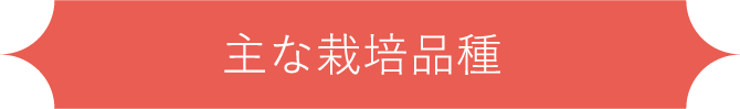 主な栽培品種